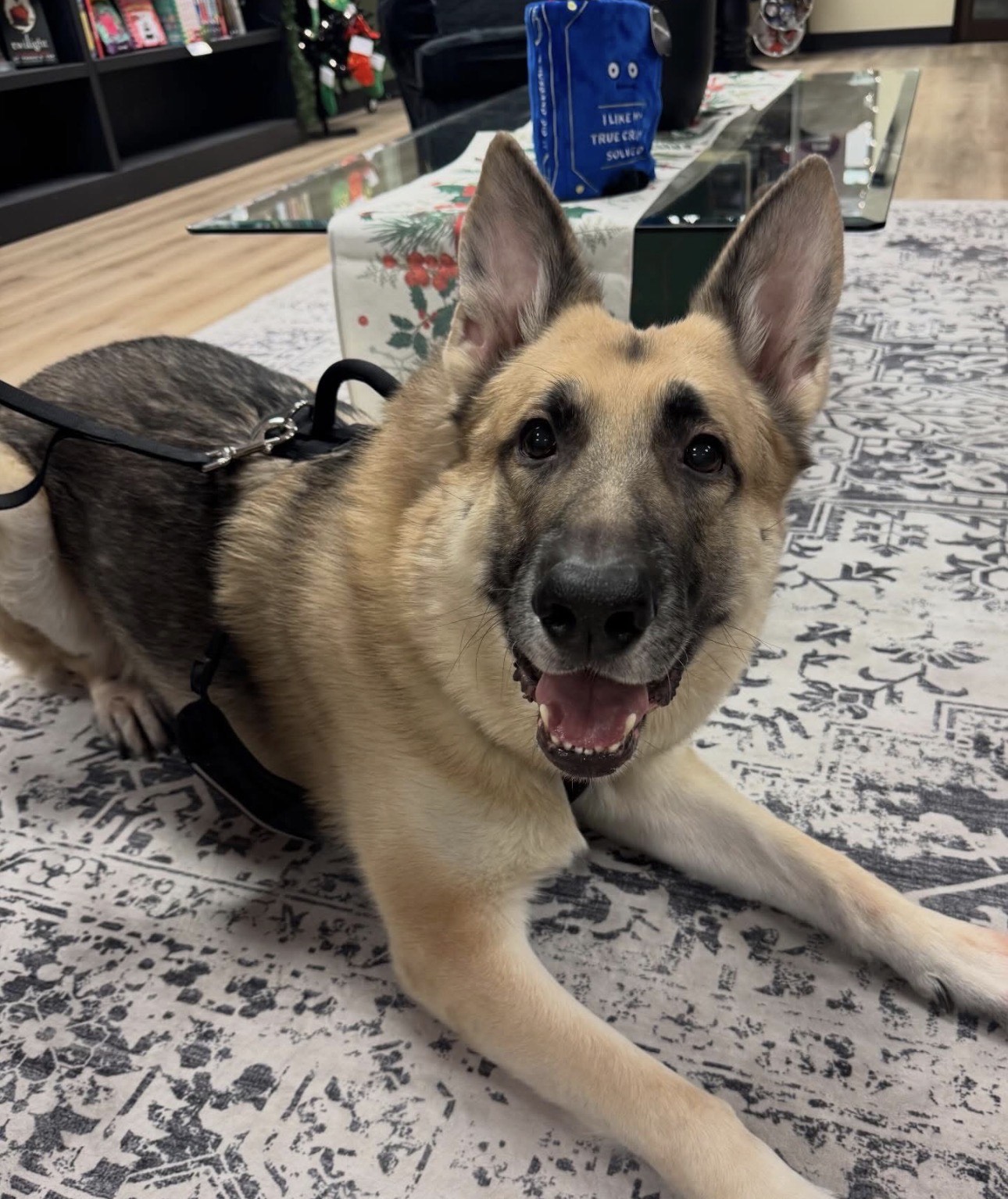 Our friendly shop dog